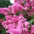 Indyjska lagerstremia liliowa: zdjęcie, opis